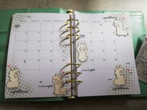 Lamas im August